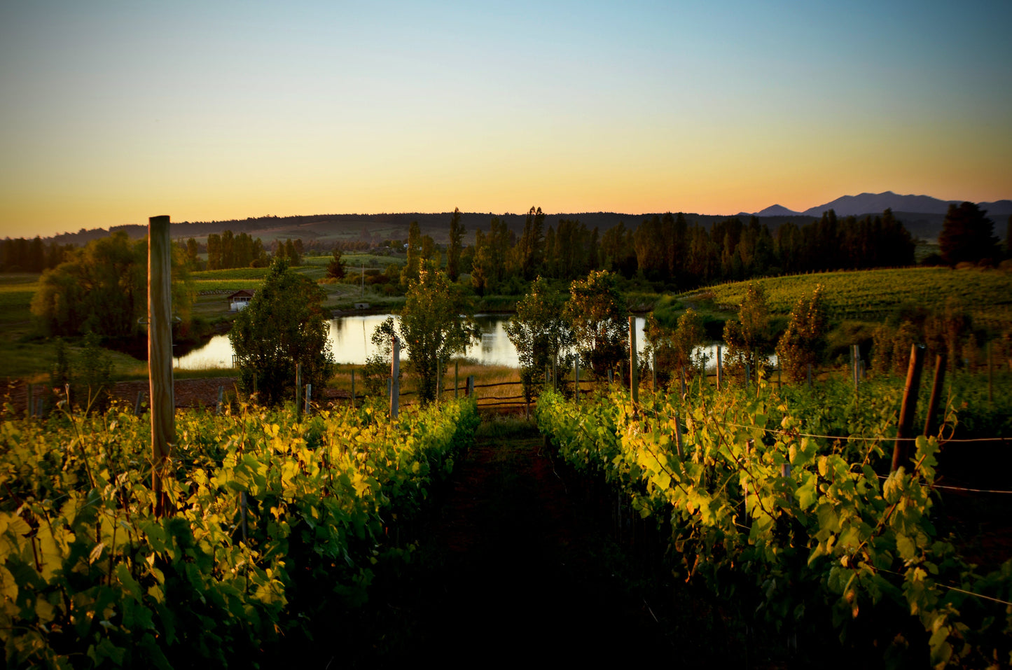 ¡Vinos del Valle Itata dentro de los 100 mejores de Chile!