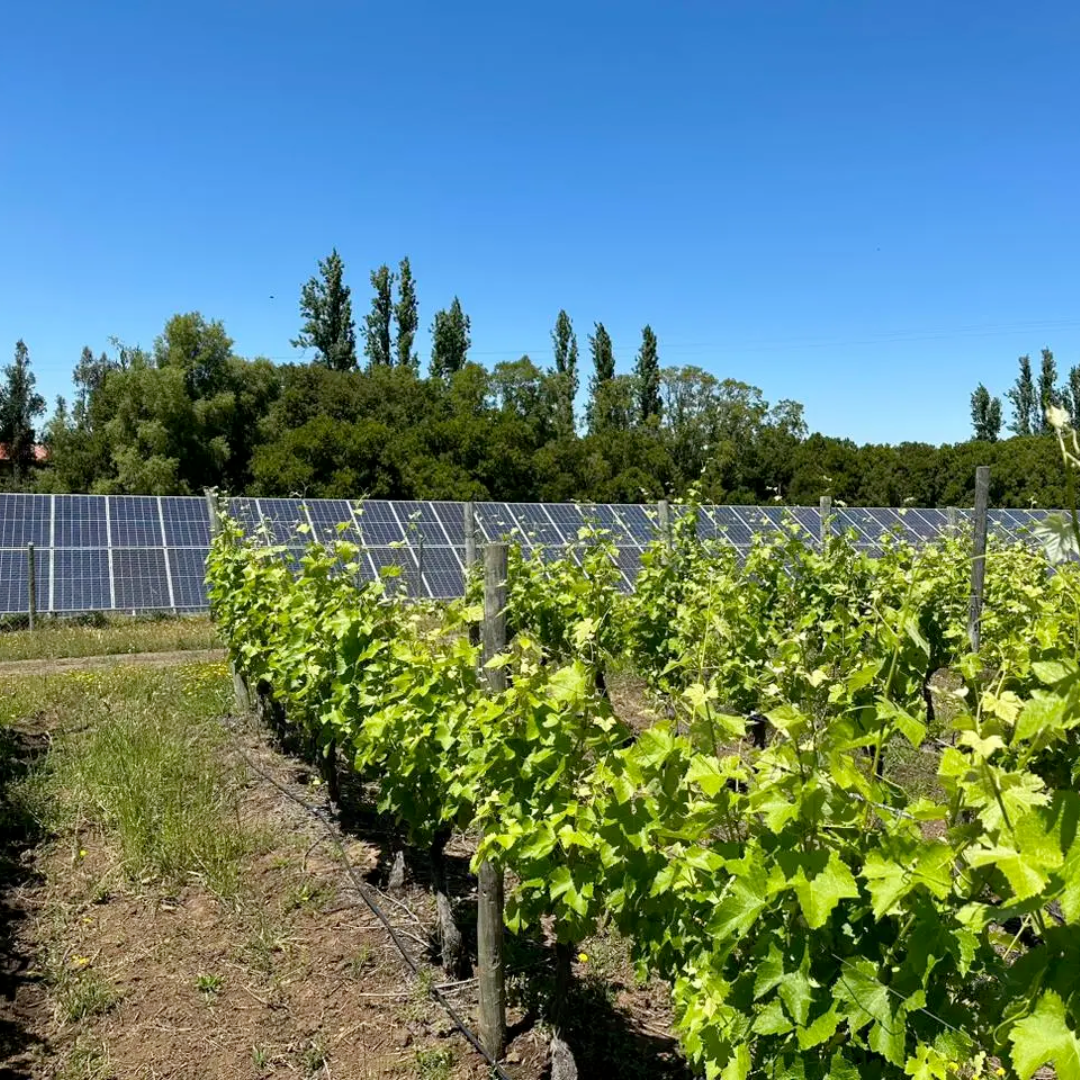 Pandolfi Price avanza en sustentabilidad al implementar energías verdes