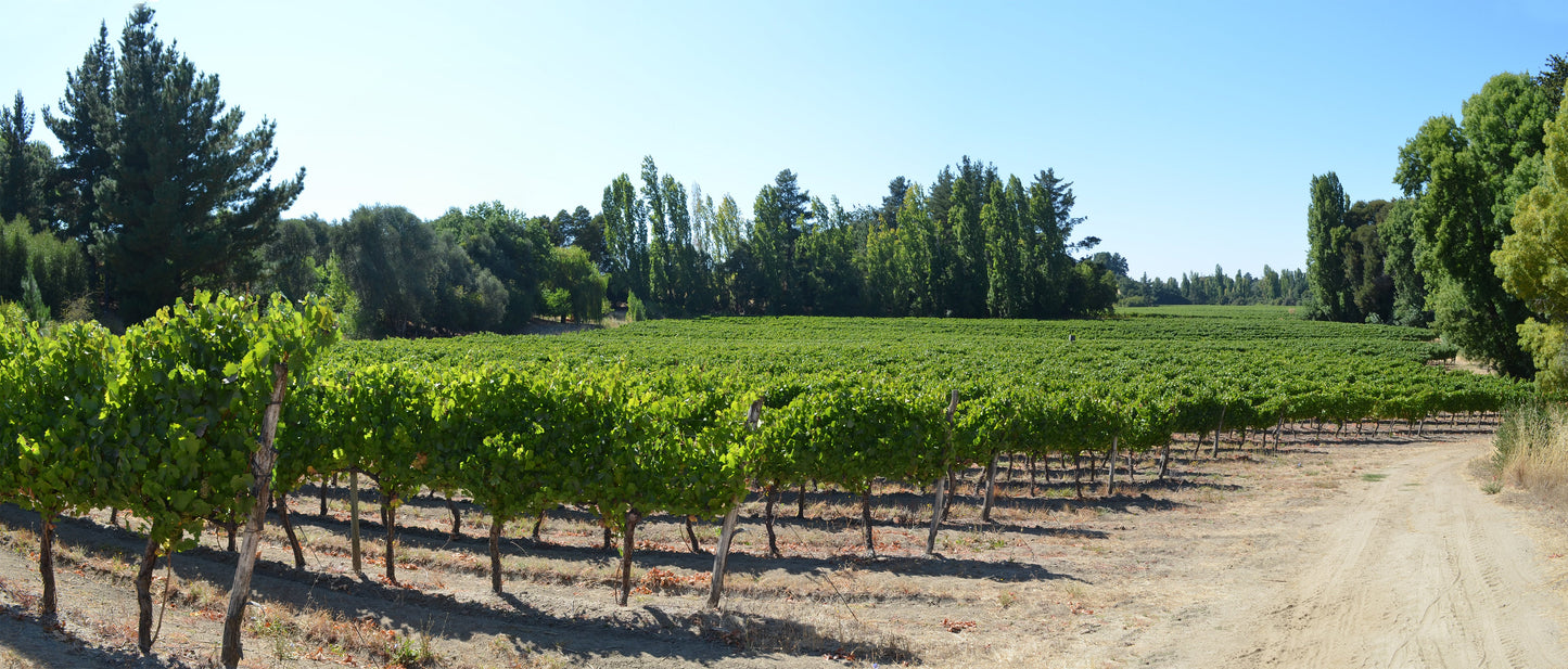 Día del Sauvignon Blanc: Novedades sobre esta cepa celebre